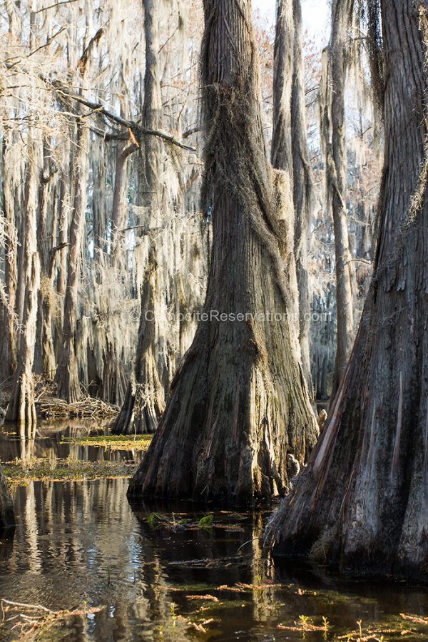 Campsite Reservations Camping Reservations, Photos, Reviews, and